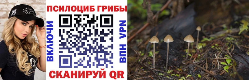 где найти   Шахунья  Псилоцибиновые грибы Psilocybe 